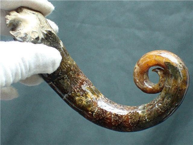 ★貴重－アンモナイト縫合線オパール化石標本B85U3/338U27C 貴重－アンモナイト縫合線オパール化石標本 ☆貴重－アンモナイト縫合